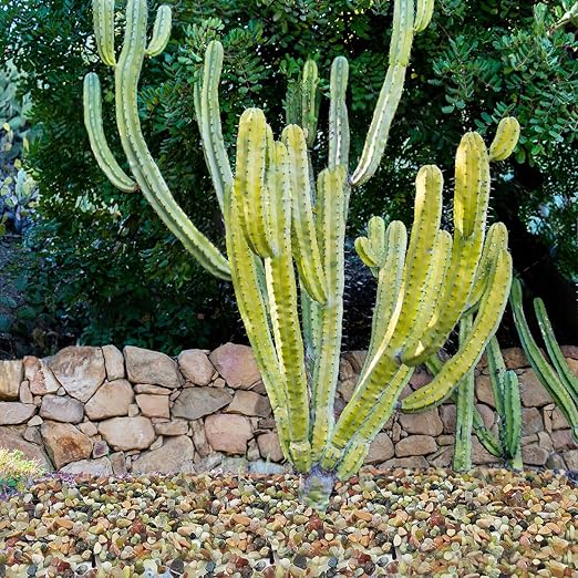YISZM 5LB Succulent and Cactus Colorful Pebbles, 3/8 Inch Pebbles for Indoor Plants, Natural Decorative Polished River Rocks for Vases, Planters and Outdoor Gardening