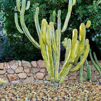 YISZM 10LB Succulent and Cactus Colorful Pebbles, 3/8 Inch Natural Decorative Polished Stones, River Rocks for Indoor Plants, Vases, Planters and Outdoor Gardening