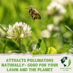 Earthwise Shady Native Wildflower Seed – Organic Native Blooms for Shaded Areas, Pollinator Friendly, Low Maintenance, Chemical-Free – 1/4 lb, Covers Up to 175 sq ft
