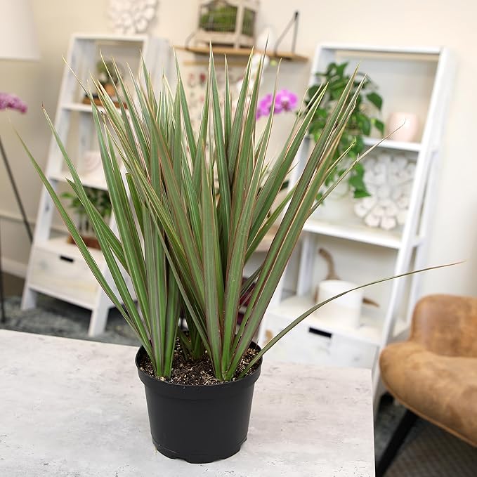 Dracaena Marginata 'Bicolor' Dragon Tree in 6" Grower Pot, Live Houseplant, Easy Plant Decor, Air Purifying Houseplants for Home or Office by Plants for Pets