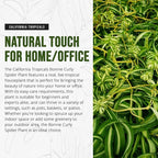 California Tropicals Bonnie Curly Spider Plant - Real Live Tropical Houseplant, Perfect for Indoor/Outdoor Home and Office Decoration, Easy Care, Perfect for Pots, Baskets or Patio - 4 Inch
