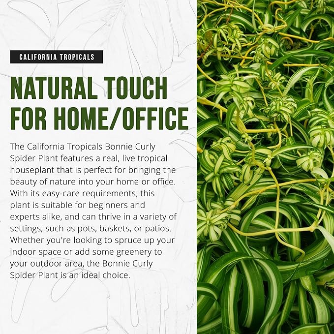 California Tropicals Bonnie Curly Spider Plant - Real Live Tropical Houseplant, Perfect for Indoor/Outdoor Home and Office Decoration, Easy Care, Perfect for Pots, Baskets or Patio - 4 Inch
