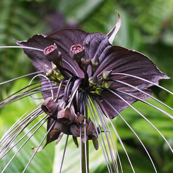 Black Bat Flower - Live Plant in a 4 Inch Pot - Not in Bloom When Shipped - Tacca chantrieri - Extremely Rare and Exotic Flowering Plant