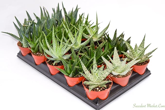 Live Aloe Succulents – Large Assorted 4-Inch Aloe Succulents – Fully Rooted Aloe Succulents (15)