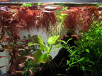 Red Root Floaters Live Plant Portion Cup 4 Ounce Aquarium Plants Live for Shrimp Tank Plants Nutrient Control Fast Growing Floating Cover