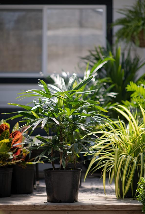 Lady Palm - 3 Live Plants in 6 Inch Growers Pots - Rhapis Excelsa - Beautiful Clean Air Indoor Outdoor Houseplant