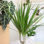 Live Dracaena Marginata, Easy House Plant Decor in 6" White Pot, Dragon Tree, Real Office Plants, Decorative Gifts by Plants for Pets