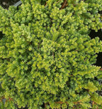 RedCrocus Greenmound Juniper – Evergreen Ground Cover, Drought Tolerant, Pet Safe, Suitable for Containers & Landscaping, Zone 5-9 3 Gallon