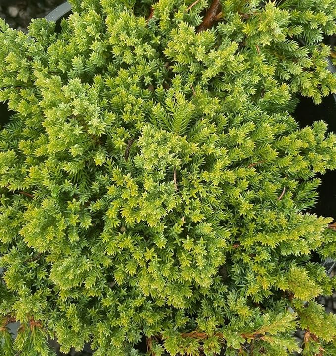 RedCrocus Greenmound Juniper – Evergreen Ground Cover, Drought Tolerant, Pet Safe, Suitable for Containers & Landscaping, Zone 5-9 3 Gallon