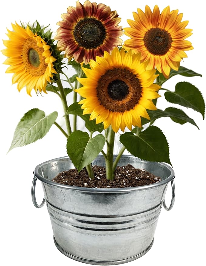 Unique Gardener Flowering Tin Plant Seeds 3 Variety Pack, DIY Indoor Succulents and Live Plants for Home or Garden Planting, Assorted Tin Pack