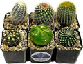 Fatplants Cactus Plants (Pack of 6), Mammillaria Cactus Plants Live in Cactus Soil, Opuntia Cactus Live Plants, Cacti Plants, Cactus Décor Succulent, Cacti Décor Drought Tolerant Plants