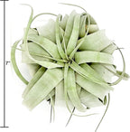 ragnaroc Live Air Plant - Tillandsia Xerographica, Jumbo 6-9” – 1 ct - Ideal for Gifts & Presents, Live Indoor Plants & Live House-Plants – Live Plants for Home décor