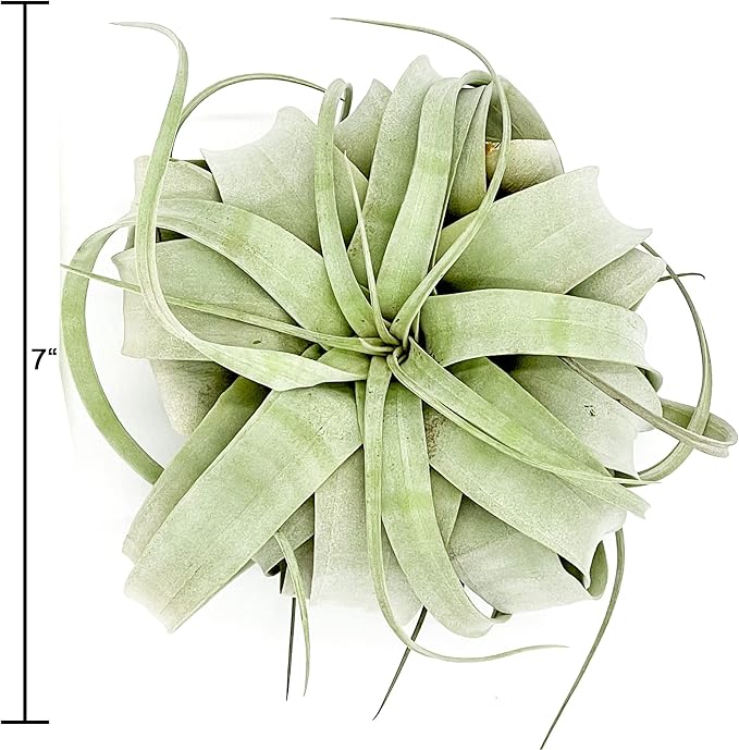 ragnaroc Live Air Plant - Tillandsia Xerographica, Jumbo 6-9” - 3 ct - Ideal for Gifts & Presents, Live Indoor Plants & Live House-Plants – Live Plants for Home décor