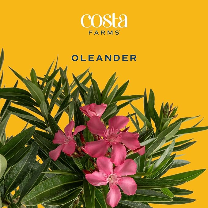 Costa Farms Oleander Live Plant, Bush with Beautiful Flowers in 10-Inch Plant Pot