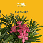 Costa Farms Oleander Live Plant, Bush with Beautiful Flowers in 10-Inch Plant Pot