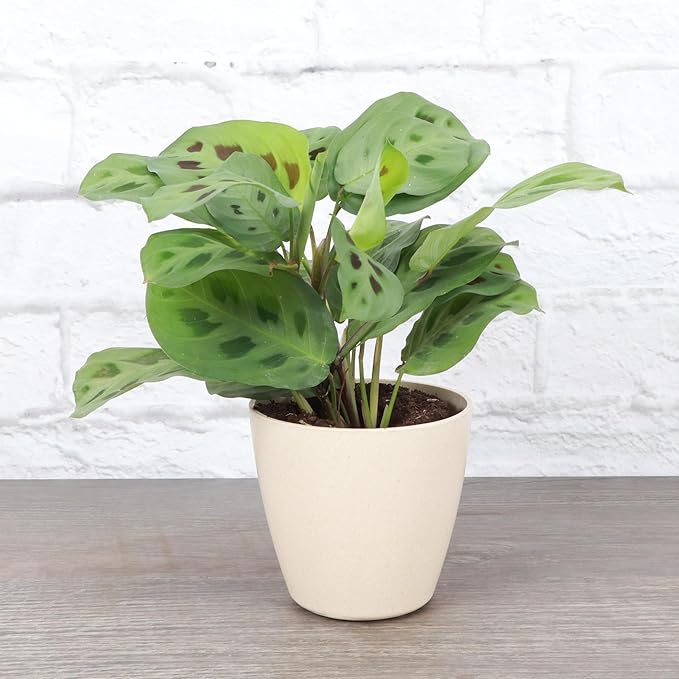 Thorsen's Greenhouse Green Prayer Plant, Live Indoor Plant, Pet Friendly, Uncommon Houseplant, Green Maranta, Easy to Grow, 4" Diameter Pot (Natural)