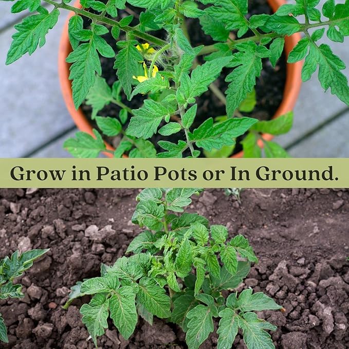 Clovers Garden Brandywine Pink Tomato Plants- Two (2) Live Plants – Non-GMO - Not Seeds – Each 4"-8" Tall in 4 Inch Pots - Amish Heirloom