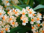 -Onc. Twinkle 'Fragrant Fantasy' - Fragrant Blooms Easy to Grow and Bloom! Miniature windowsill-Size, Cool and Warm Tolerant. White Flowered Variety. (NOT in-Bud/Bloom When Shipped)
