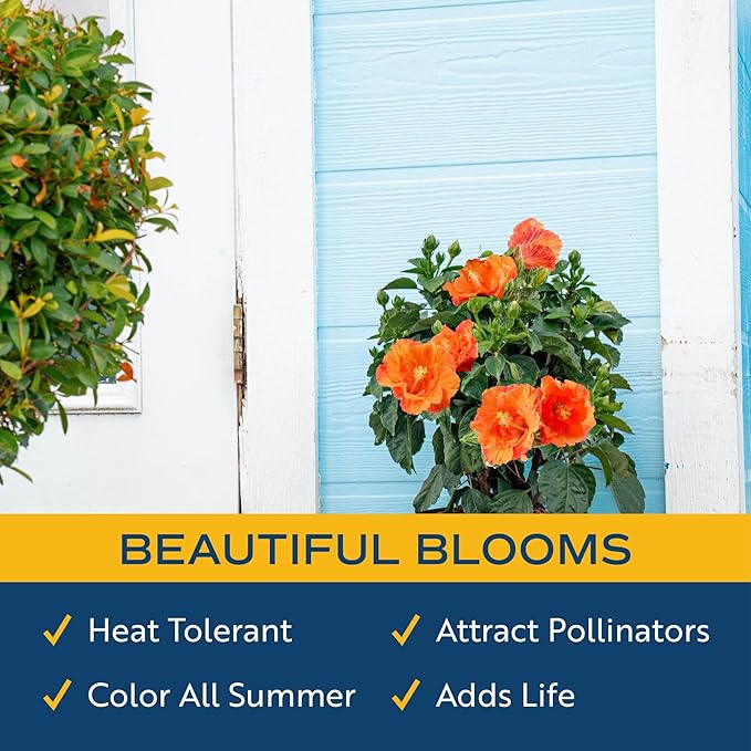 Costa Farms Premium Hibiscus Tropical Outdoor Flowering Plants 1-Gallon, Grower Pot 16-Inches Tall, Orange Flowers