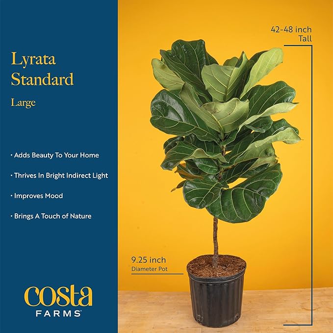 Costa Farms Fiddle Leaf Fig Tree, Live Ficus Lyrata 3–4 Ft, Air Purifying Large Easy to Maintain Indoor Floor Plant, Living Room, Bedroom or Office Décor Gift