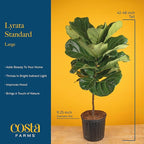 Costa Farms Fiddle Leaf Fig Tree Live Plant in Decorative Plant Pot, Large Indoor Houseplant, Perfect for Home, Room, or Office Decor, Great House Warming or Birthday Gift, 3-4 Feet Tall