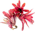 ragnaroc Live Plants - Bromeliad Neoregelia 'Fireball', Large 5-7" - 3ct - Live Arrival Guaranteed - House Plants for Home Decor & Gift