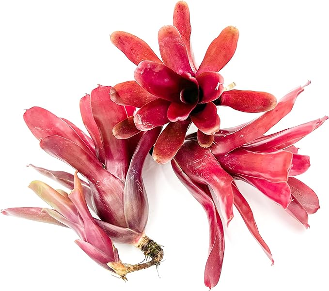 ragnaroc Live Plants - Bromeliad Neoregelia 'Fireball', Large 5-7" - 3ct - Live Arrival Guaranteed - House Plants for Home Decor & Gift