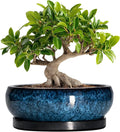Bonsai Tree Pots 10 Inch - Ceramic Succulent Pot with Drainage Hole and Saucer, Bonsai Pots for Indoor Outdoor, Round Succulent Planter, Shallow Planter, Desk Decor, Plant Lover Gifts, Blue