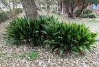 Cast Iron Plant - Live Plant in a 6 Inch Pot - Aspidistra Elatior - Beautiful Florist Quality Indoor or Outdoor Plant