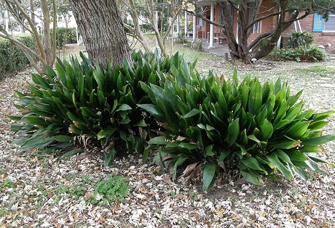 Cast Iron Plant - 5 Live Plants in 6 Inch Pots - Aspidistra Elatior - Beautiful Florist Quality Indoor or Outdoor Plant