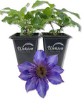 Clematis The President - 2 Live Starter Plants in 2 Inch Growers Pots - Starter Plants Ready for The Garden - Rare Clematis for Collectors