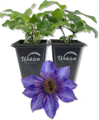 Clematis The President - 2 Live Starter Plants in 2 Inch Growers Pots - Starter Plants Ready for The Garden - Rare Clematis for Collectors