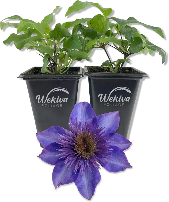 Clematis The President - 2 Live Starter Plants in 2 Inch Growers Pots - Starter Plants Ready for The Garden - Rare Clematis for Collectors