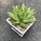 180g Garden Soil,Clay Pebbles Gardening Ceramsite Orchid Rocks Drainage Water Purification Ceramsite Decor Cultivation Soil Stone Horticultural Grade for Soil Hydroponics Aquaponics,Diameter 8-10mm