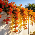 Flame Vine Plant Seeds, 100+ Climing Firecracker Vine Seeds Attracts Pollinators, Heirloom Pyrostegia Venusta Flower Seed for Garden Home Outdoor