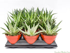 Live Aloe Succulents – Large Assorted 4-Inch Aloe Succulents – Fully Rooted Aloe Succulents (15)