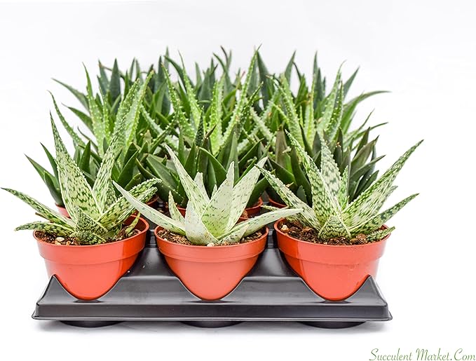 Live Aloe Succulents – Large Assorted 4-Inch Aloe Succulents – Fully Rooted Aloe Succulents (15)