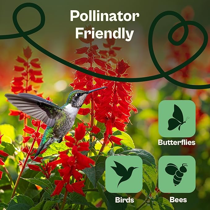 SVI 1000 Red Sage Seeds for Planting Outdoors (Salvia coccinea) – Scarlet sage, Deer Resistant Wildflower – Heirloom Flower Seeds to Plant Outside & Inside Garden, Beds, Containers