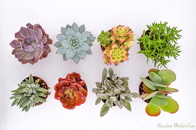 Large Colorful Outdoor Succulents - Assorted 4 Inch - Live Outdoor Succulent Plants - Large Fully Rooted Live Succulents (8)