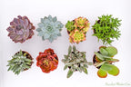 Large Colorful Outdoor Succulents - Assorted 4 Inch - Live Outdoor Succulent Plants - Large Fully Rooted Live Succulents (8)