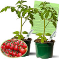 Clovers Garden Sweet 100 Tomato Plants – Two (2) Live Plants – Non-GMO- Not Seeds - Each 4" to 8" Tall - in 4" Inch Pots – Cherry, Indeterminate, Huge Yields