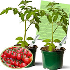 Clovers Garden Sweet 100 Tomato Plants – Two (2) Live Plants – Non-GMO- Not Seeds - Each 4" to 8" Tall - in 4" Inch Pots – Cherry, Indeterminate, Huge Yields