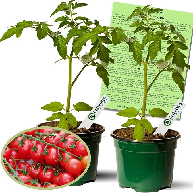 Clovers Garden Sweet 100 Tomato Plants – Two (2) Live Plants – Non-GMO- Not Seeds - Each 4" to 8" Tall - in 4" Inch Pots – Cherry, Indeterminate, Huge Yields