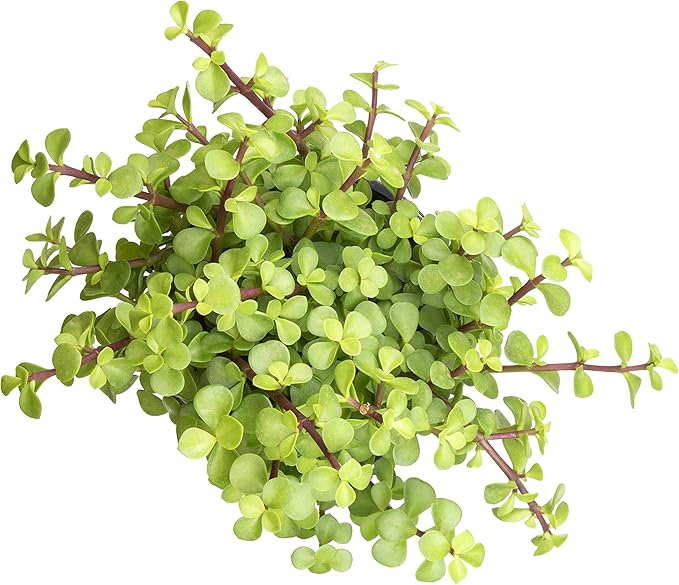 Succulents Plants Live Indoor Plants, Portulacaria Afra Live Houseplants, Live Succulents Live Plants Indoor Succulent Plants, Indoor Plant Real Succulents Plants House Plants by Plants for Pets