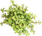 Succulents Plants Live Indoor Plants, Portulacaria Afra Live Houseplants, Live Succulents Live Plants Indoor Succulent Plants, Indoor Plant Real Succulents Plants House Plants by Plants for Pets