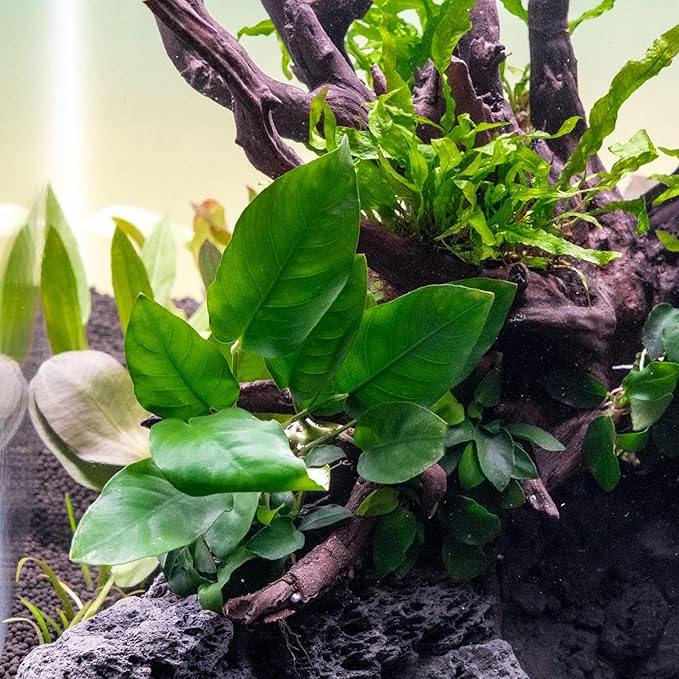 SubstrateSource Anubias Live Aquarium Plants - Potted Freshwater Plant for Fish Tanks, Terrariums - Beginner Friendly Low Light (Nana, 3 Pots)