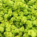 Chalily Creeping Jenny 'Golden', a Great Live Pond Plant for Your Water Garden. Filters koi and Goldfish Ponds. Good for Bogs, Plant Shelf or Shallow Water This marginal Aquatic is a Real Beauty