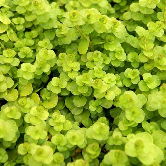 Chalily Creeping Jenny 'Golden', a Great Live Pond Plant for Your Water Garden. Filters koi and Goldfish Ponds. Good for Bogs, Plant Shelf or Shallow Water This marginal Aquatic is a Real Beauty