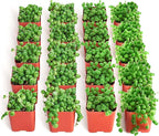 Shop Succulents String of Pearls Succulent Plant 2" Grow Pot Pack of 256