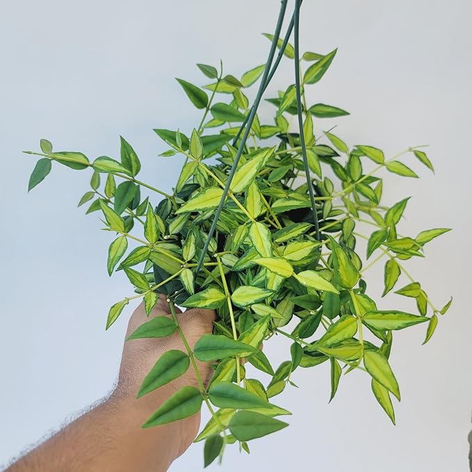 Hoya Bella ‘Louise Bois’ in 6" Hanging Pot – Rare & Collector’s Hybrid Hoya - Air Purifying Plant - Ships from CA (2 Small Plants, 4 inch Pot)